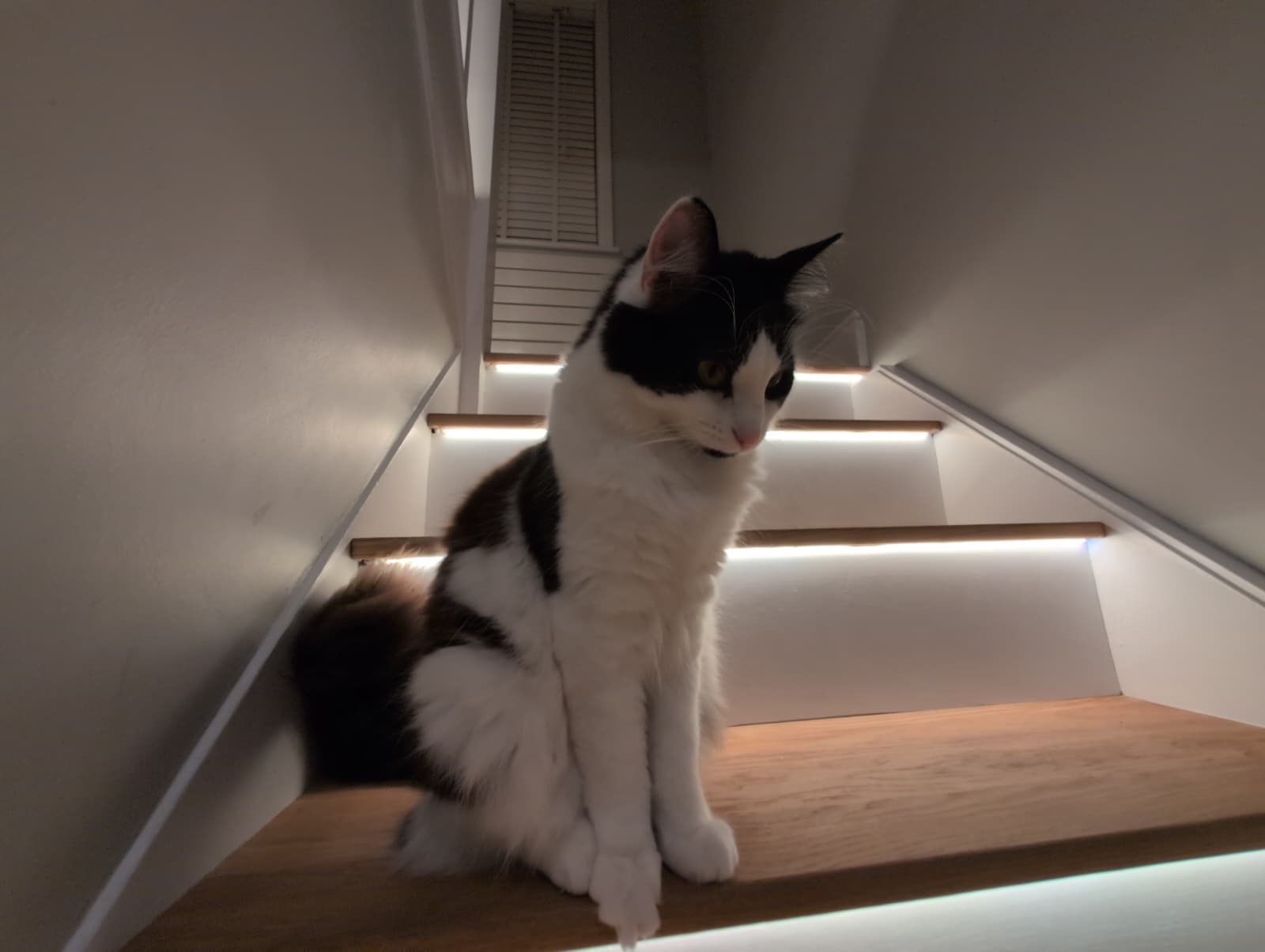 Cat enjoying the custom LED-lit oak stairs